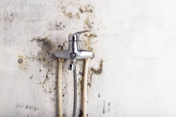 Best Post-Flood Mold Remediation in Homer, LA
