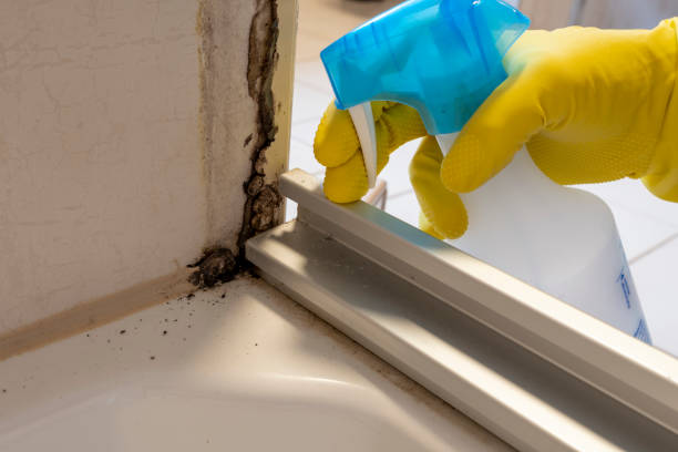 Best Attic Mold Remediation in Homer, LA
